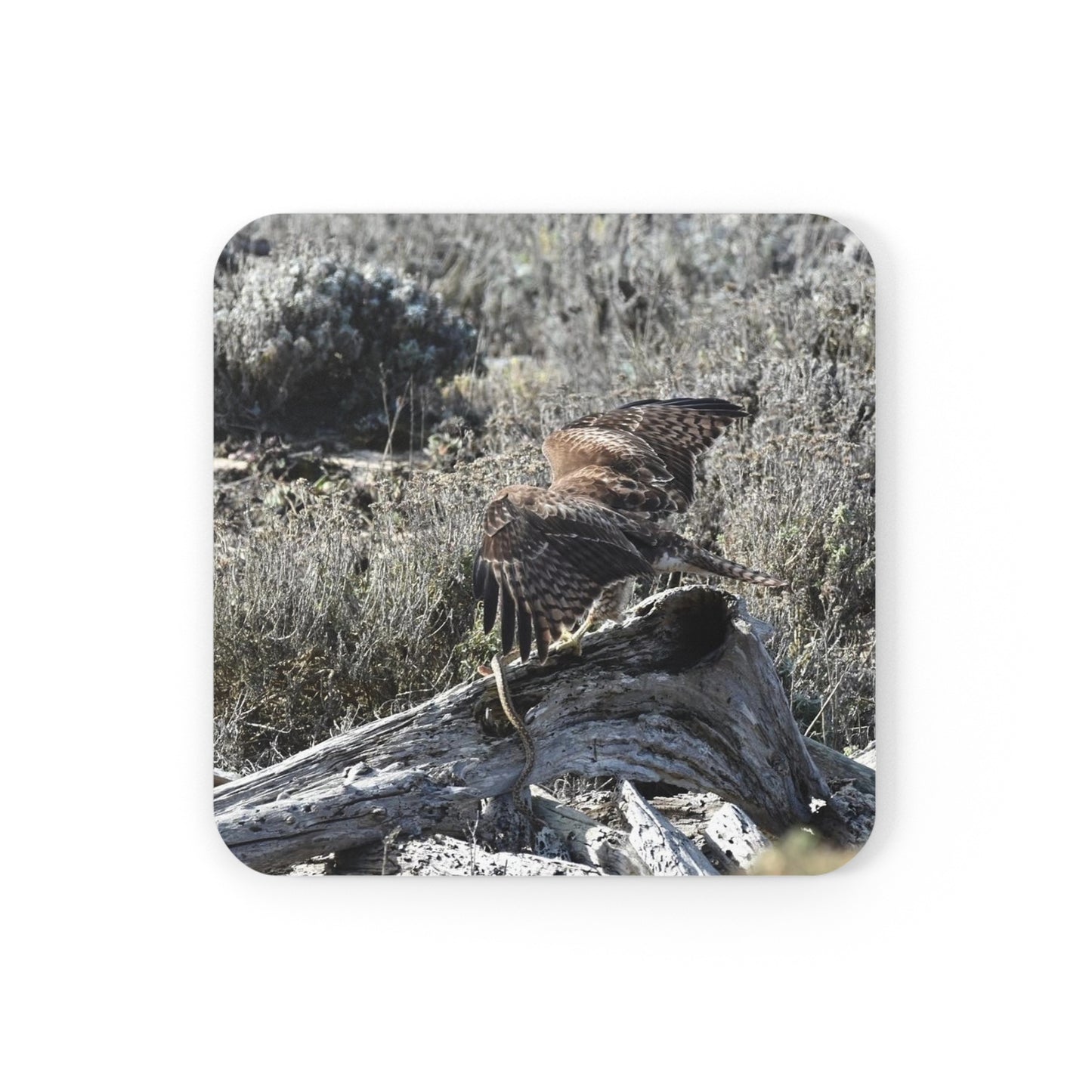 Red-Tailed Hawk Coasters