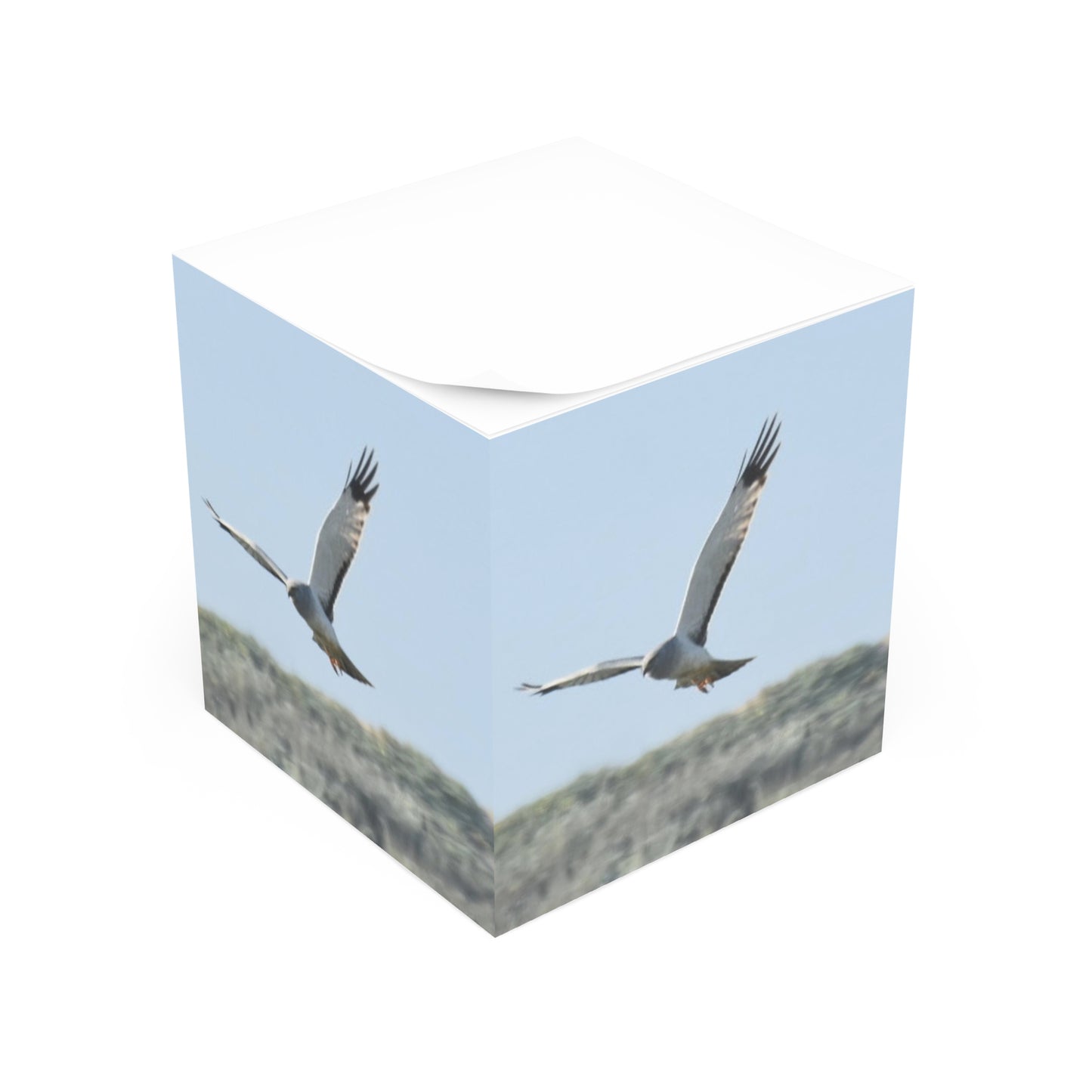 Northern Harrier Hawk Note Cube