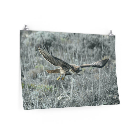 Premium Red-tailed Hawk Matte Posters
