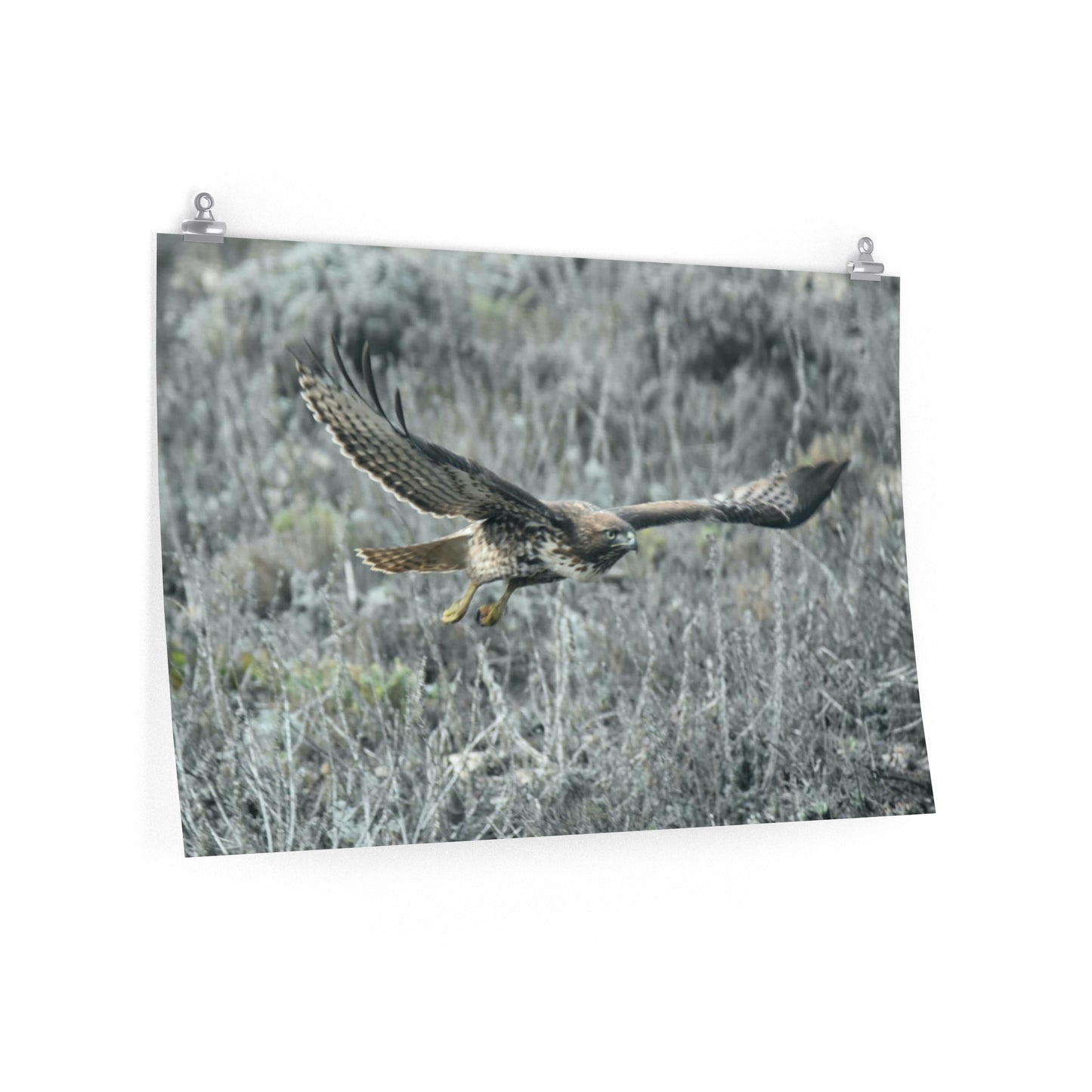 Premium Red-tailed Hawk Matte Posters