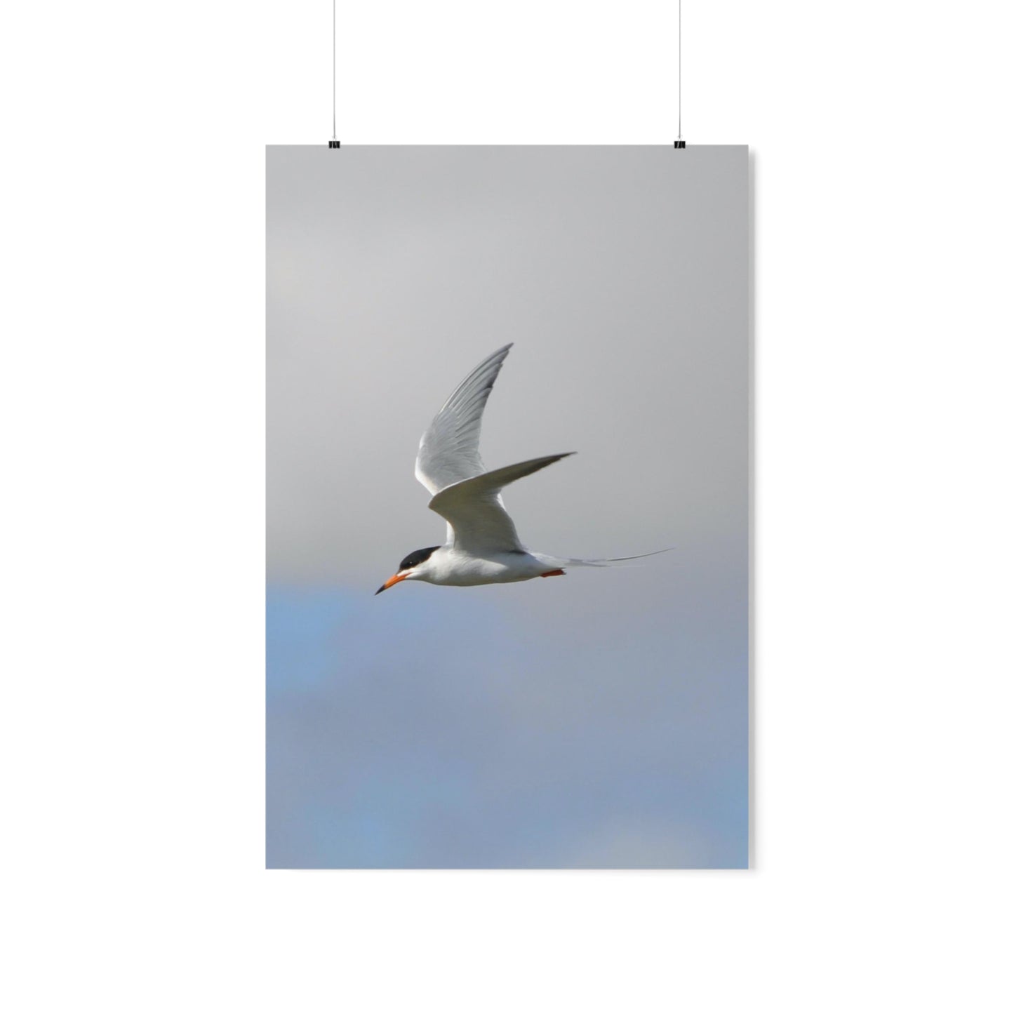 Common Tern Premium Matte Vertical Posters