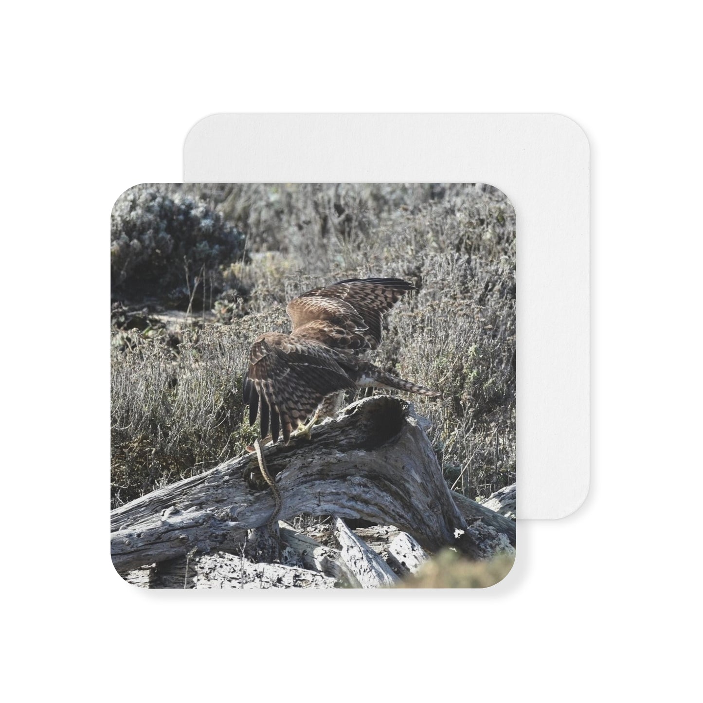 Red-Tailed Hawk Coasters (50, 100 pcs)