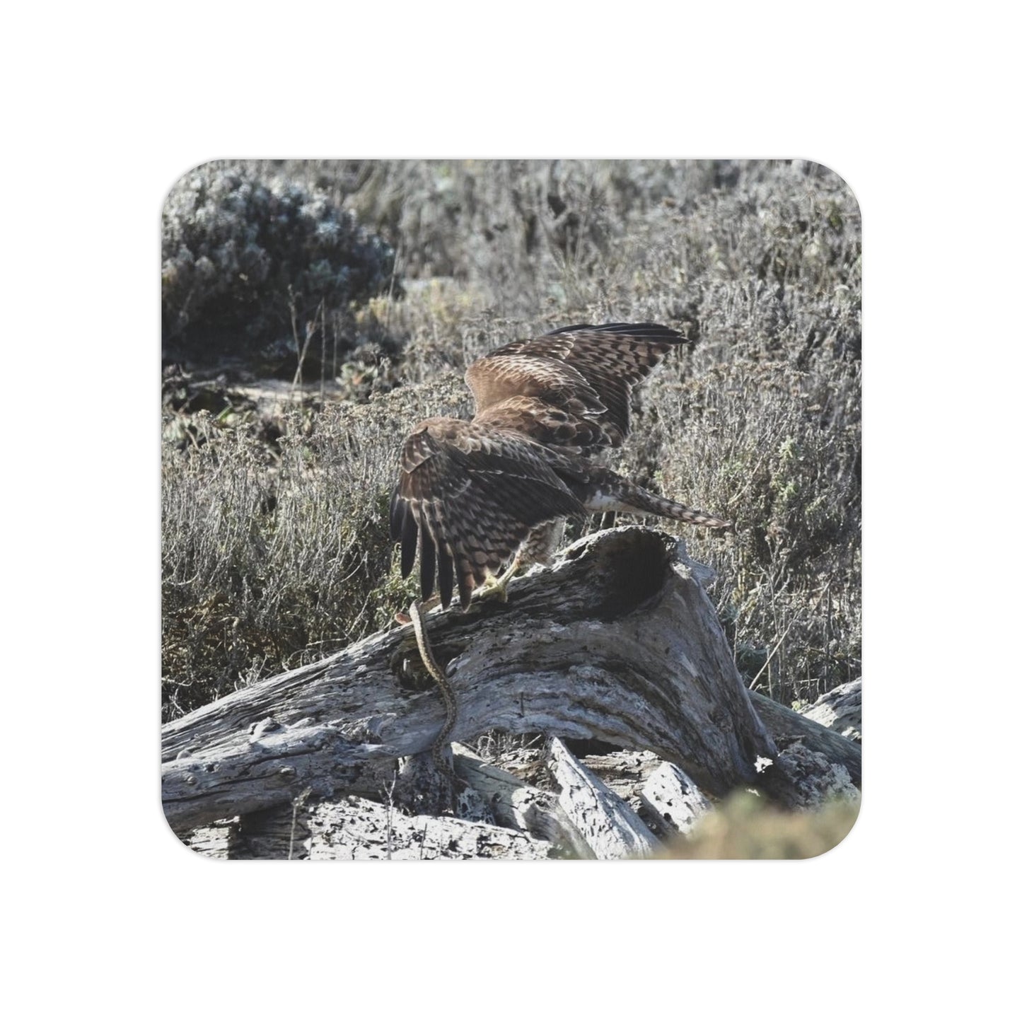 Red-Tailed Hawk Coasters (50, 100 pcs)