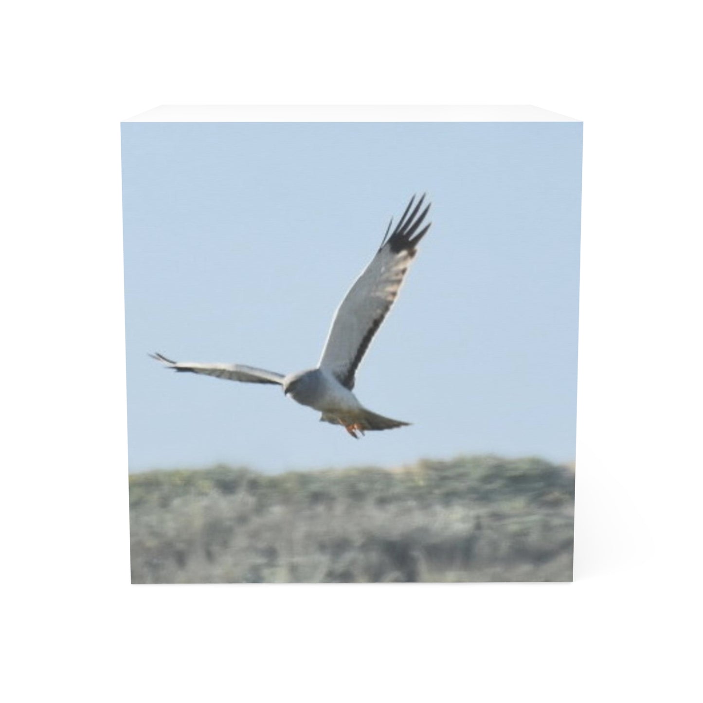 Northern Harrier Hawk Note Cube