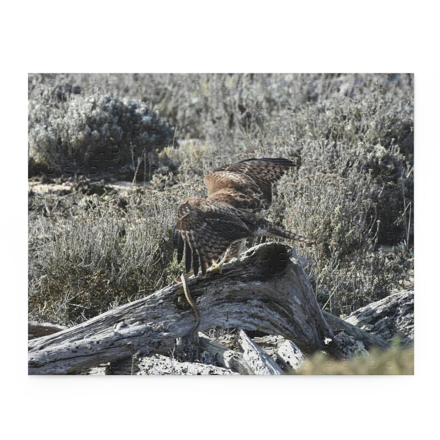 Red-Tailed Hawk Puzzle  (252-Piece)